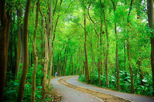 森林小路