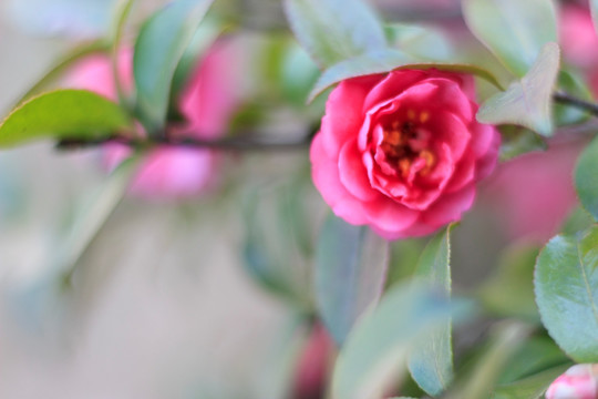 茶花特写