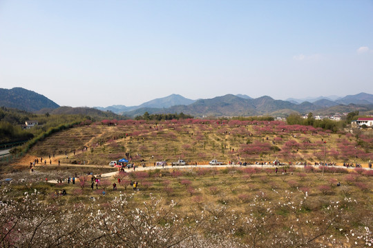 山顶梅花