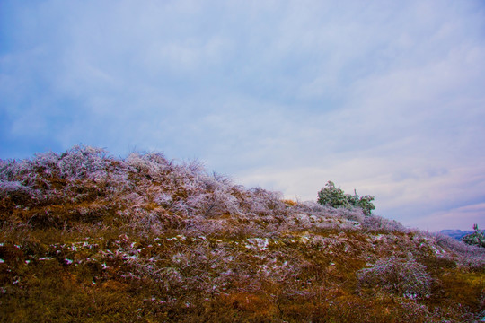 霜雪