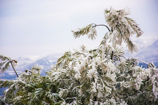 雾凇 春雪