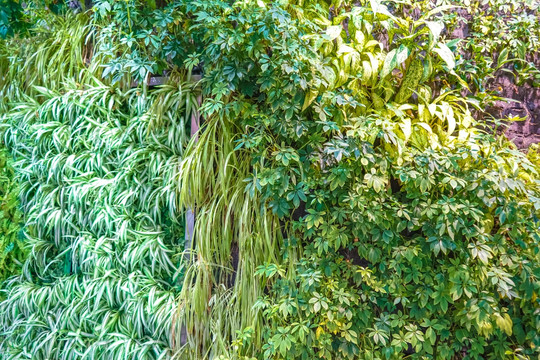植被墙面绿植墙壁饰