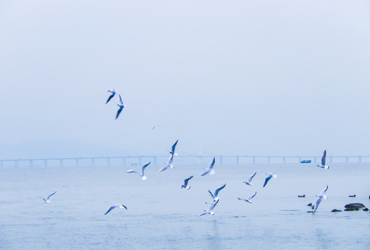 海鸟群飞