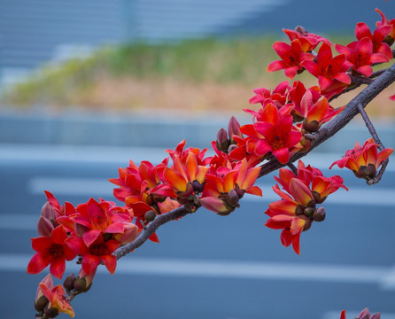 木棉花