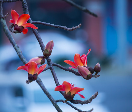 木棉花