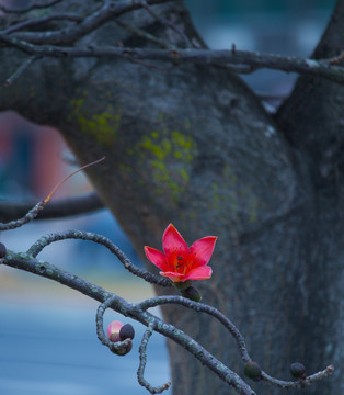 木棉花