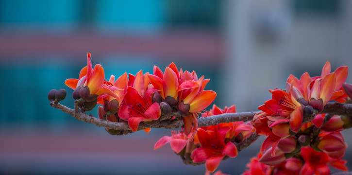 木棉花