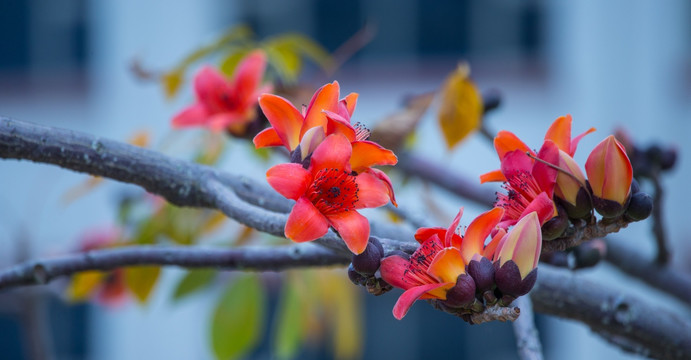 木棉花