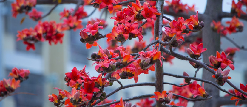 木棉花