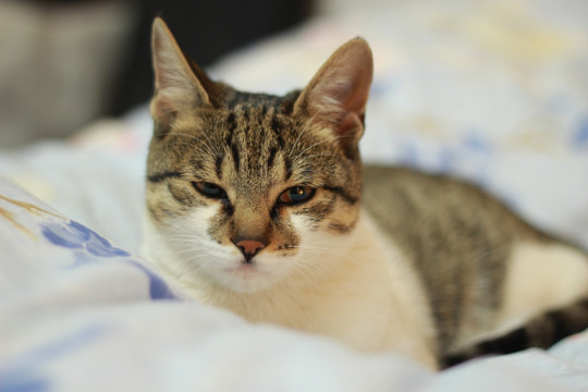 要睡觉的猫