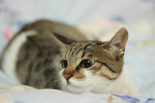 猫的表情