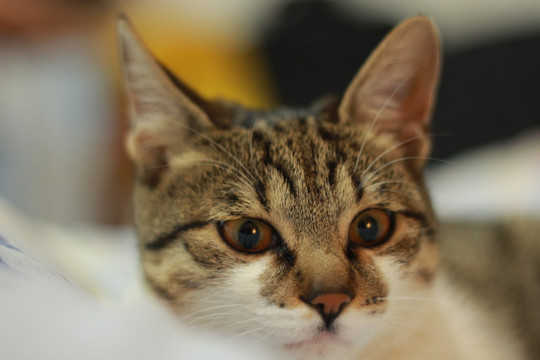 猫的眼睛特写