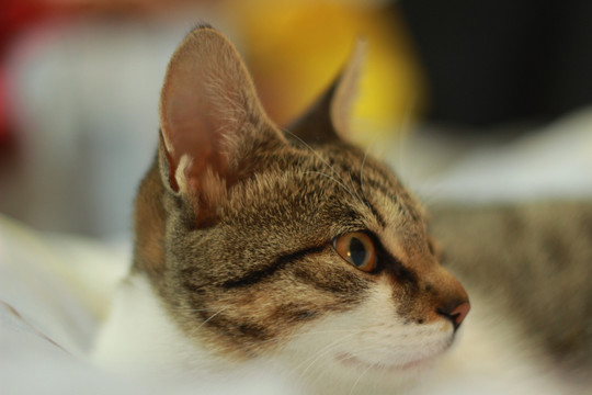 猫侧脸
