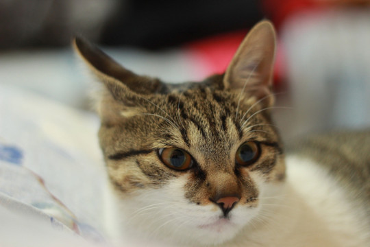 猫惊讶
