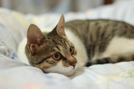 猫半侧面