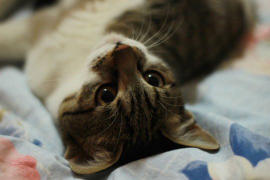 猫打滚