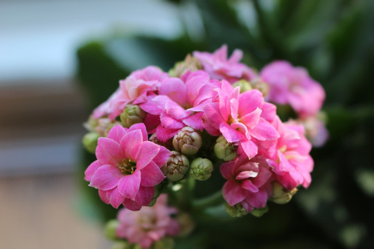 长寿花