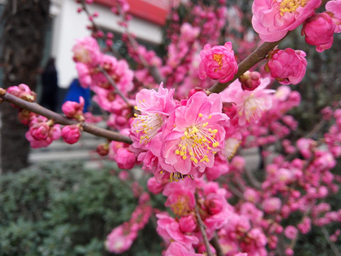 粉嫩桃花特写