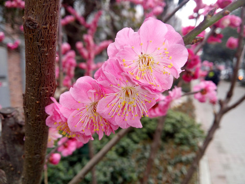 粉嫩桃花 美人面