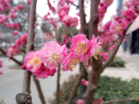 粉嫩桃花 桃园出色