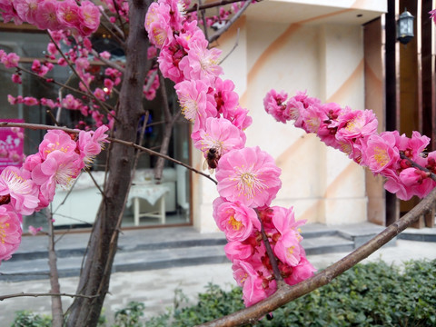 桃花 蜜蜂 采蜜