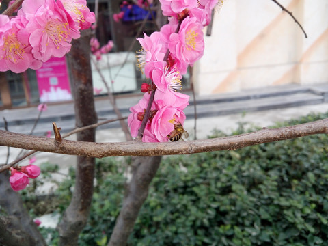 桃花 蜜蜂采蜜