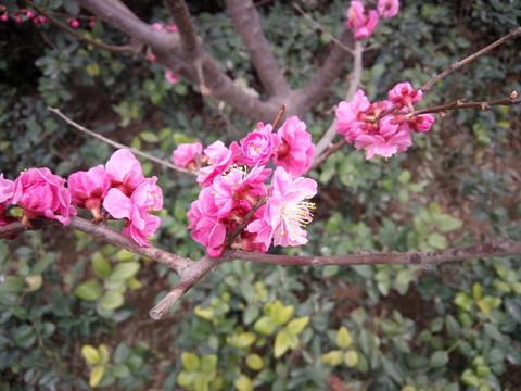 梅花 绽放的花朵