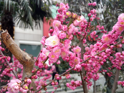桃花盛开 粉色花朵