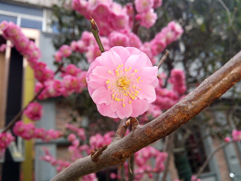 桃花特写 户外写意