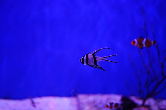 热带鱼 小丑鱼