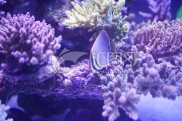 珊瑚 热带鱼
