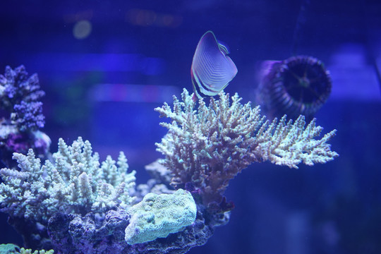珊瑚 小丑鱼 热带鱼