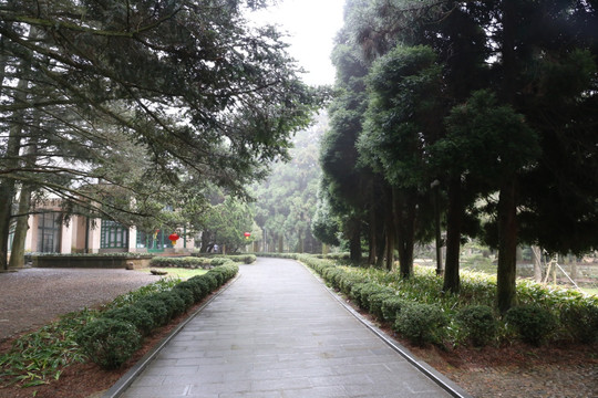 松树