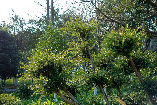 小叶紫檀盆景盆栽