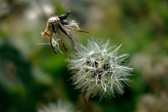 苦荬菜 苦苣菜 绒毛种子