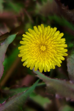 苦荬菜花 黄色野花