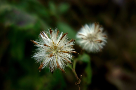 苦荬菜绒毛 种子