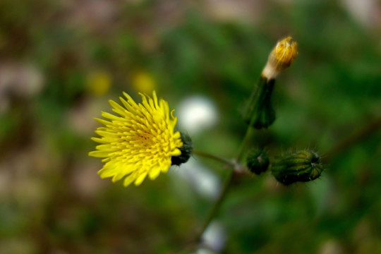 苦荬菜黄色花