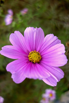 波斯菊 紫红色菊花