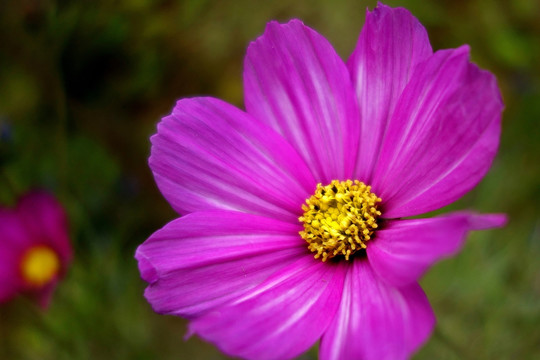 波斯菊 格桑花 紫红色花