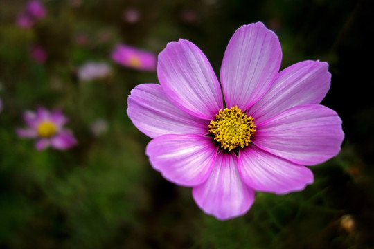 波斯菊 格桑花 粉色菊花