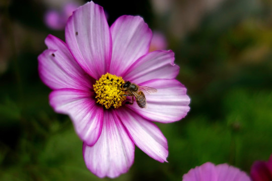 波斯菊 蜜蜂