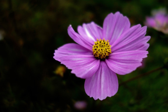 波斯菊 淡紫色菊花