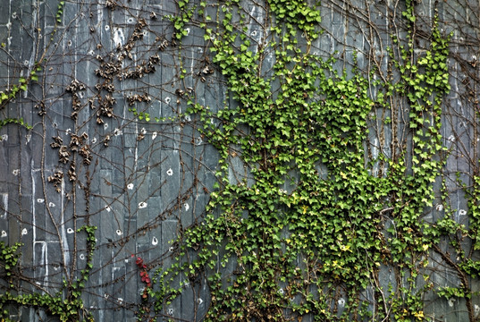 墙面 墙体 绿色植物