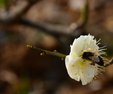 梅花 梅花特写