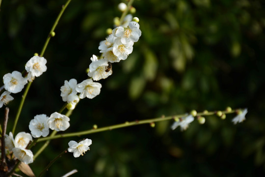 梅花 梅花素材