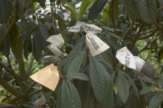 农业种植技术 水果套袋