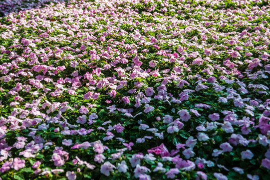 花 花地 花墙 花满地