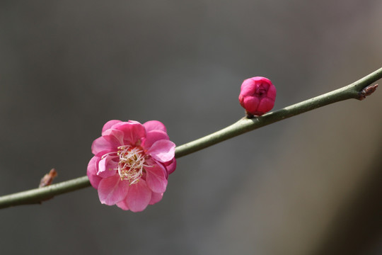 报春