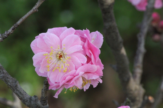 梅花